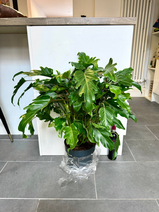 75cm Philodendron Xanadu Shrub
