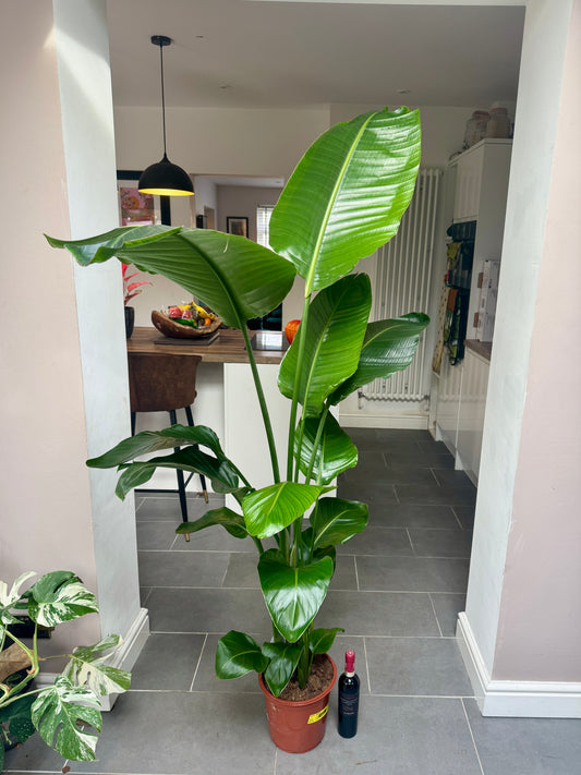 180cm Strelitzia Nicolai (Bird of Paradise)