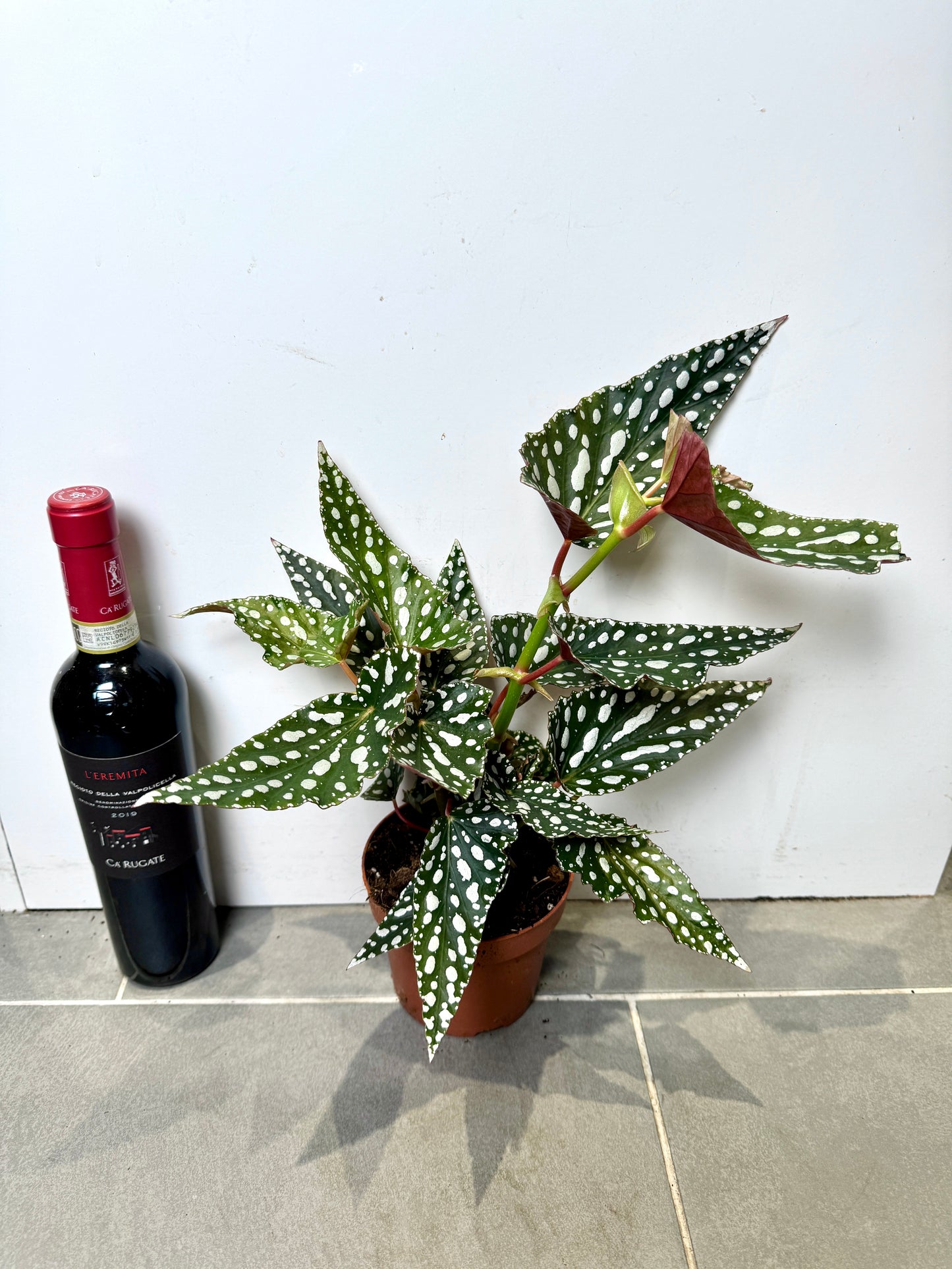 40cm Begonia Maculata