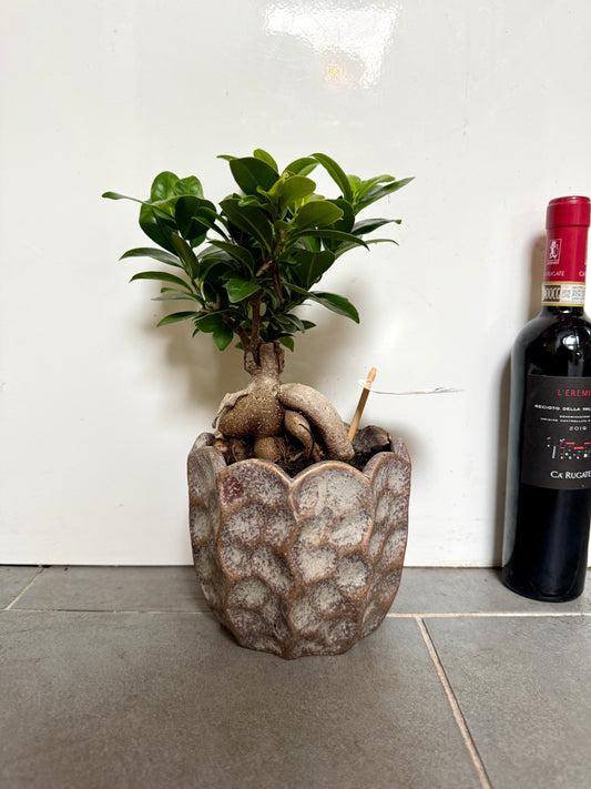 30cm Bonsai Tree in Ceramic Pot