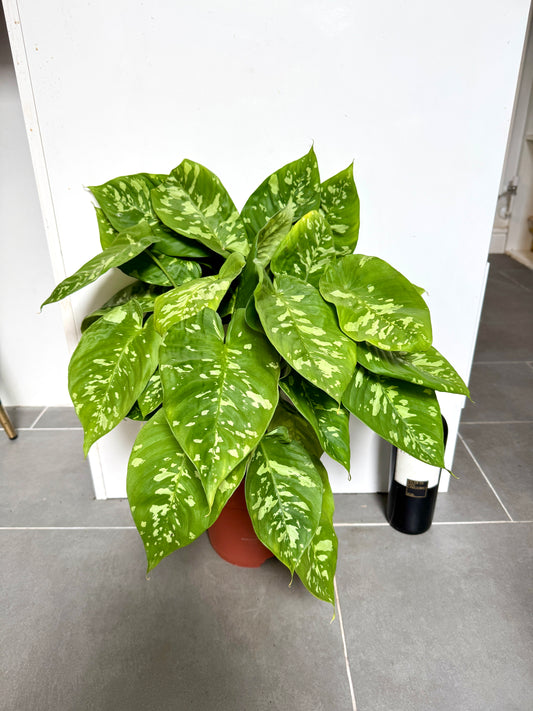 50cm Homalomena Wallisii Camouflage
