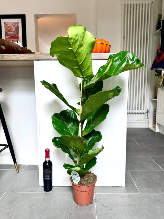 100cm Ficus Lyrata (Fiddle Leaf Fig)