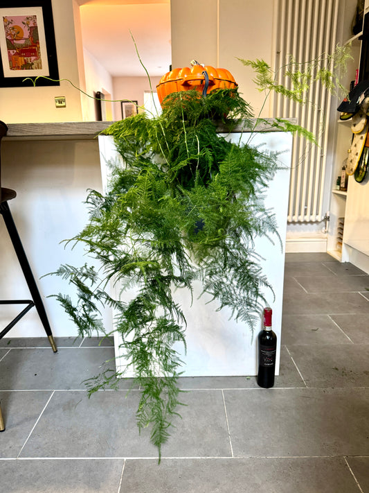 90cm Asparagus Fern (Setaceus)