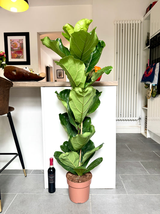 130cm Ficus Lyrata (Fiddle Leaf Fig)
