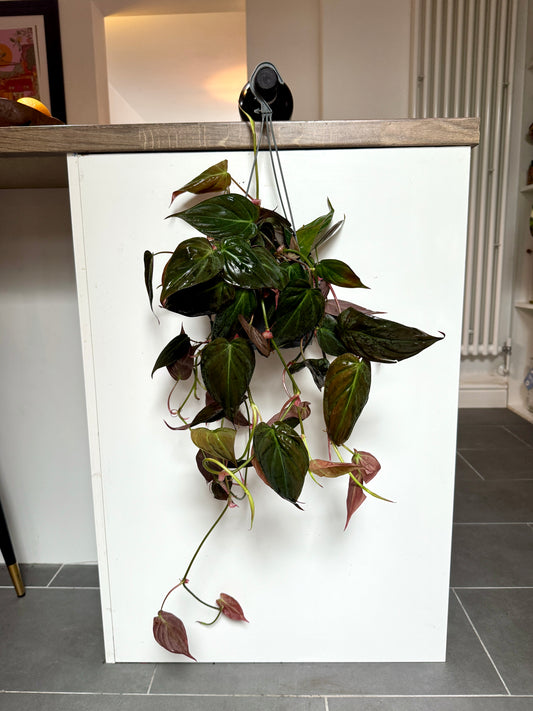 70cm Philodendron Micans