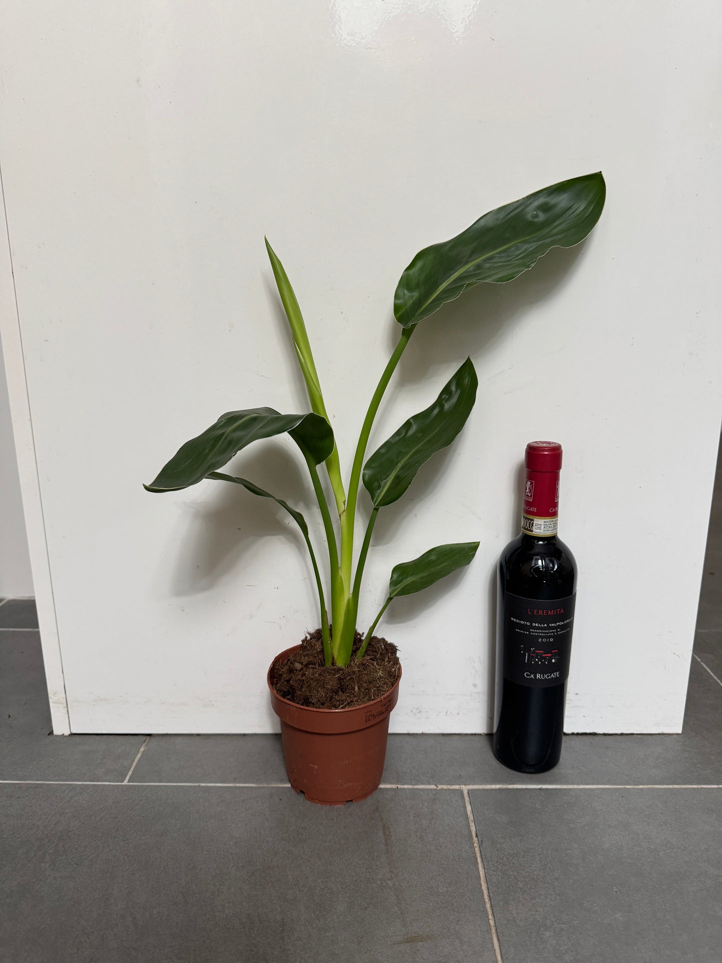 50cm Strelitzia Reginae (Orange Flowering Bird of Paradise)