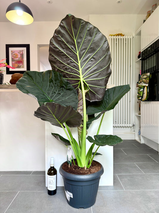 130cm Alocasia Regal Shields