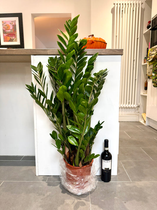 110cm ZZ Plant