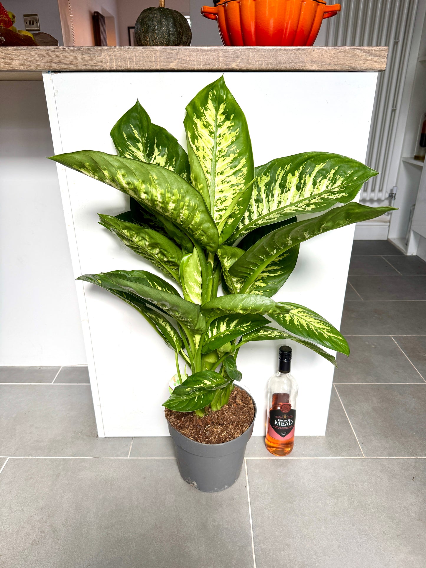 85cm Dieffenbachia Tropic Snow