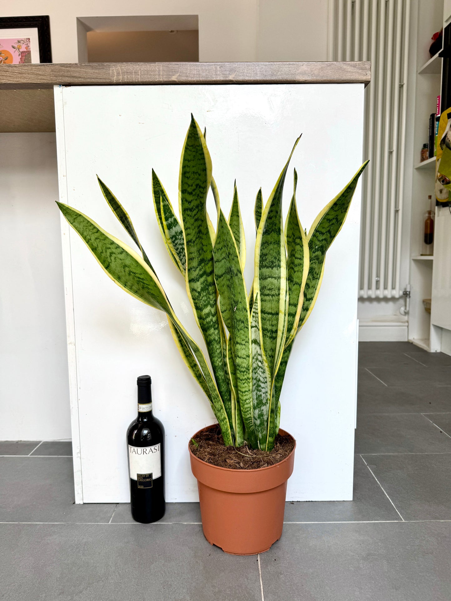 75cm Sanseveria Laurentii (Snake / Mother in Law’s Tongue Plant)