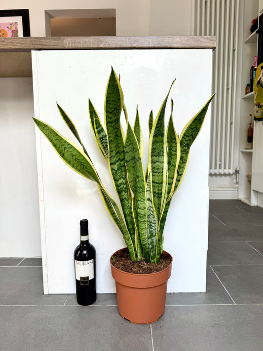 75cm Sanseveria Laurentii (Snake / Mother in Law’s Tongue Plant)