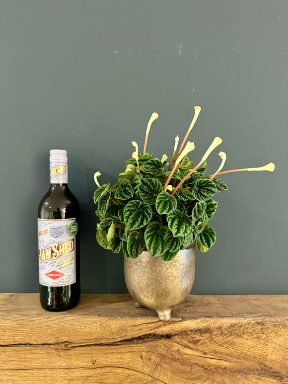 Peperomia in Ceramic Pot