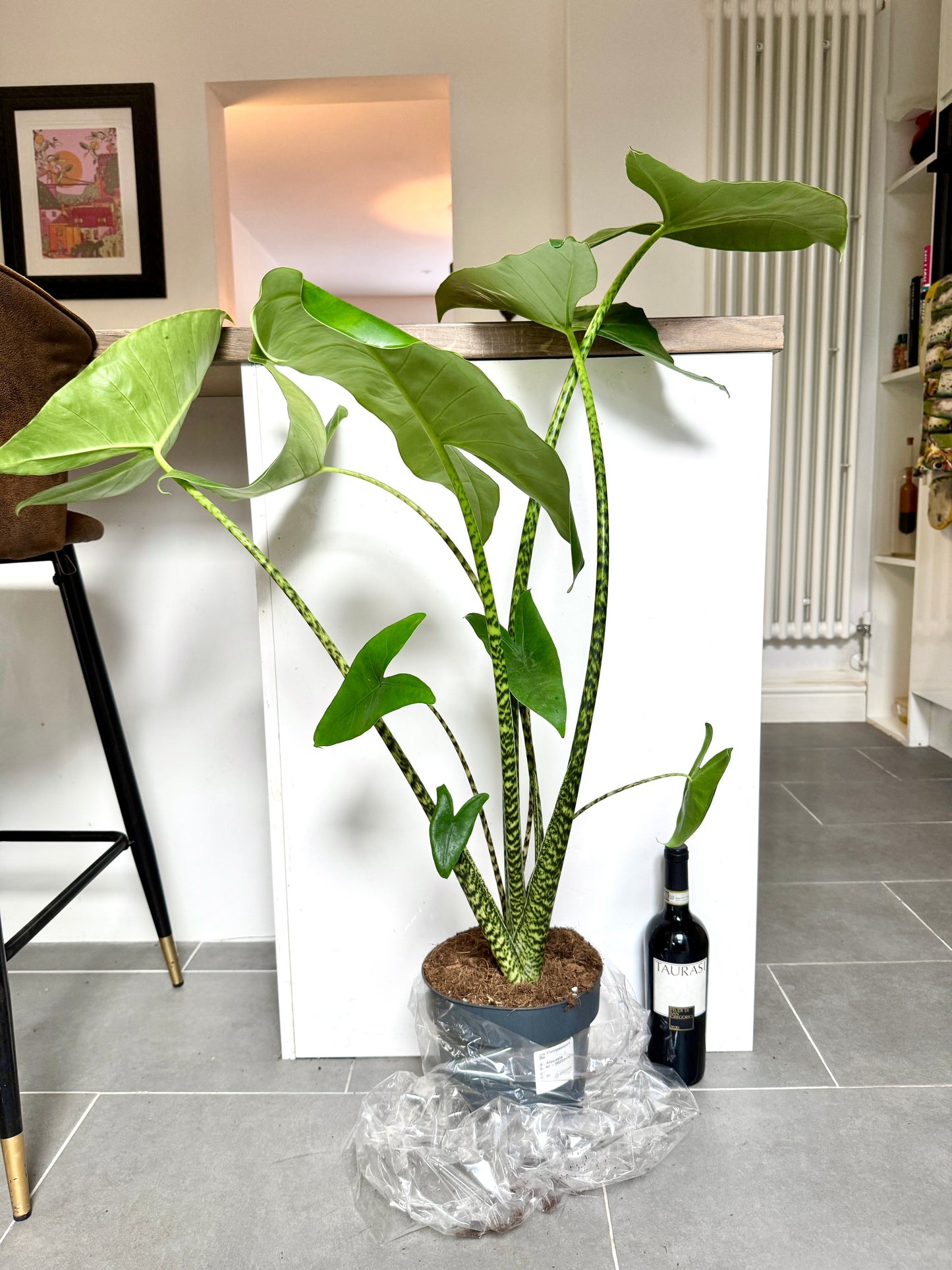 110cm Alocasia Zebrina