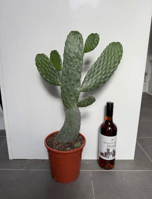 60cm Opuntia Tuna Cactus