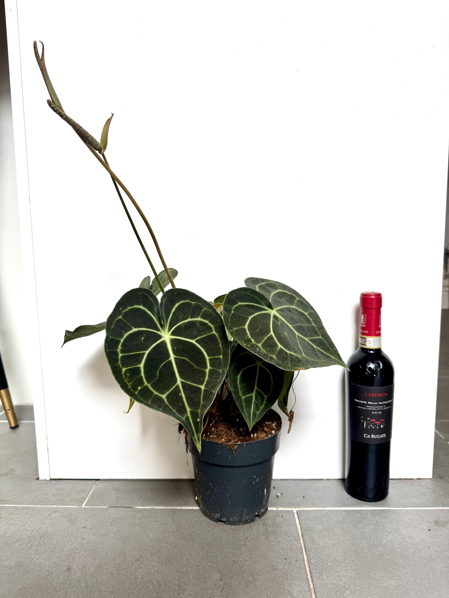 30cm Anthurium Magnificum