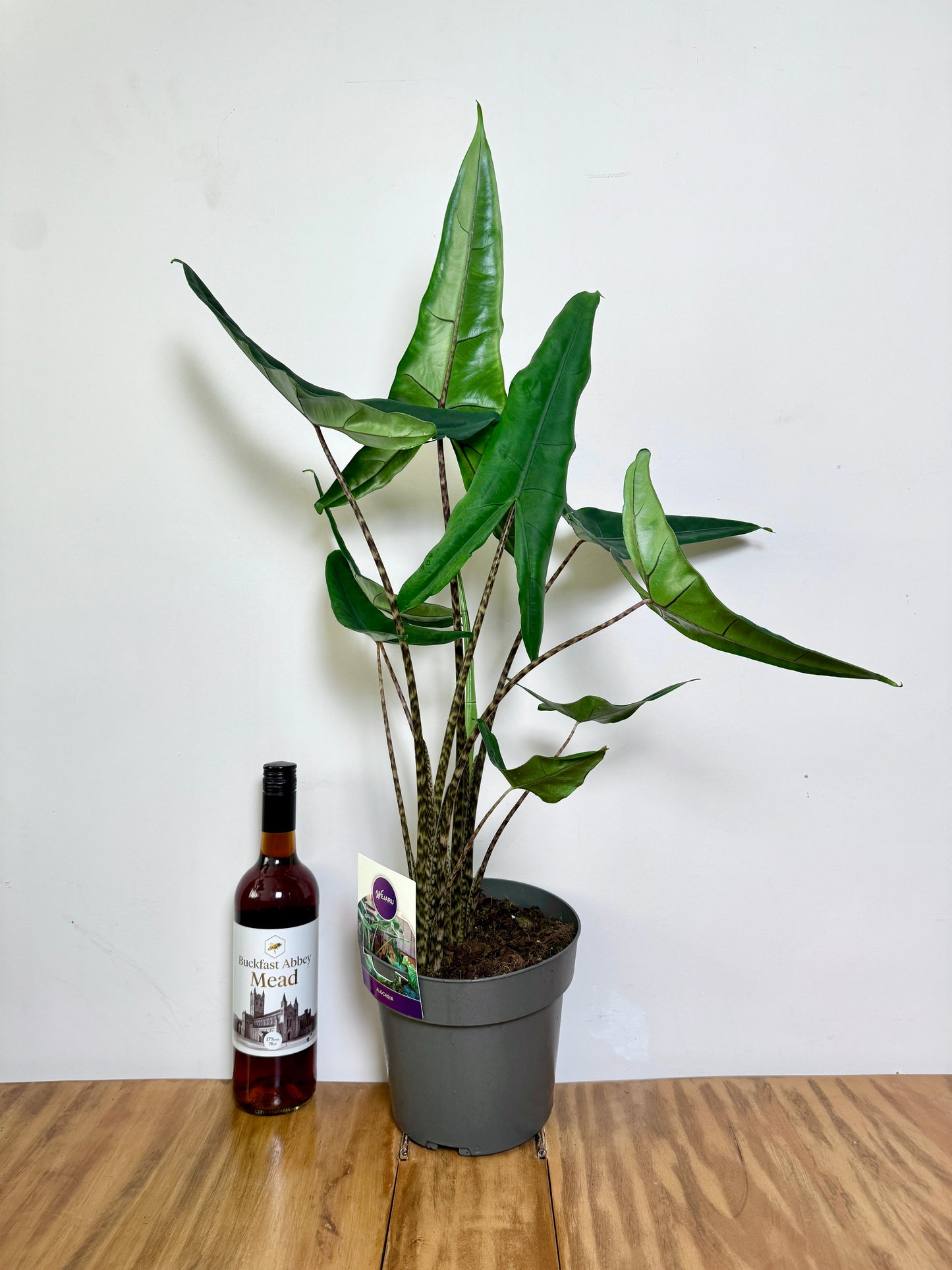 100cm Alocasia Tigrina