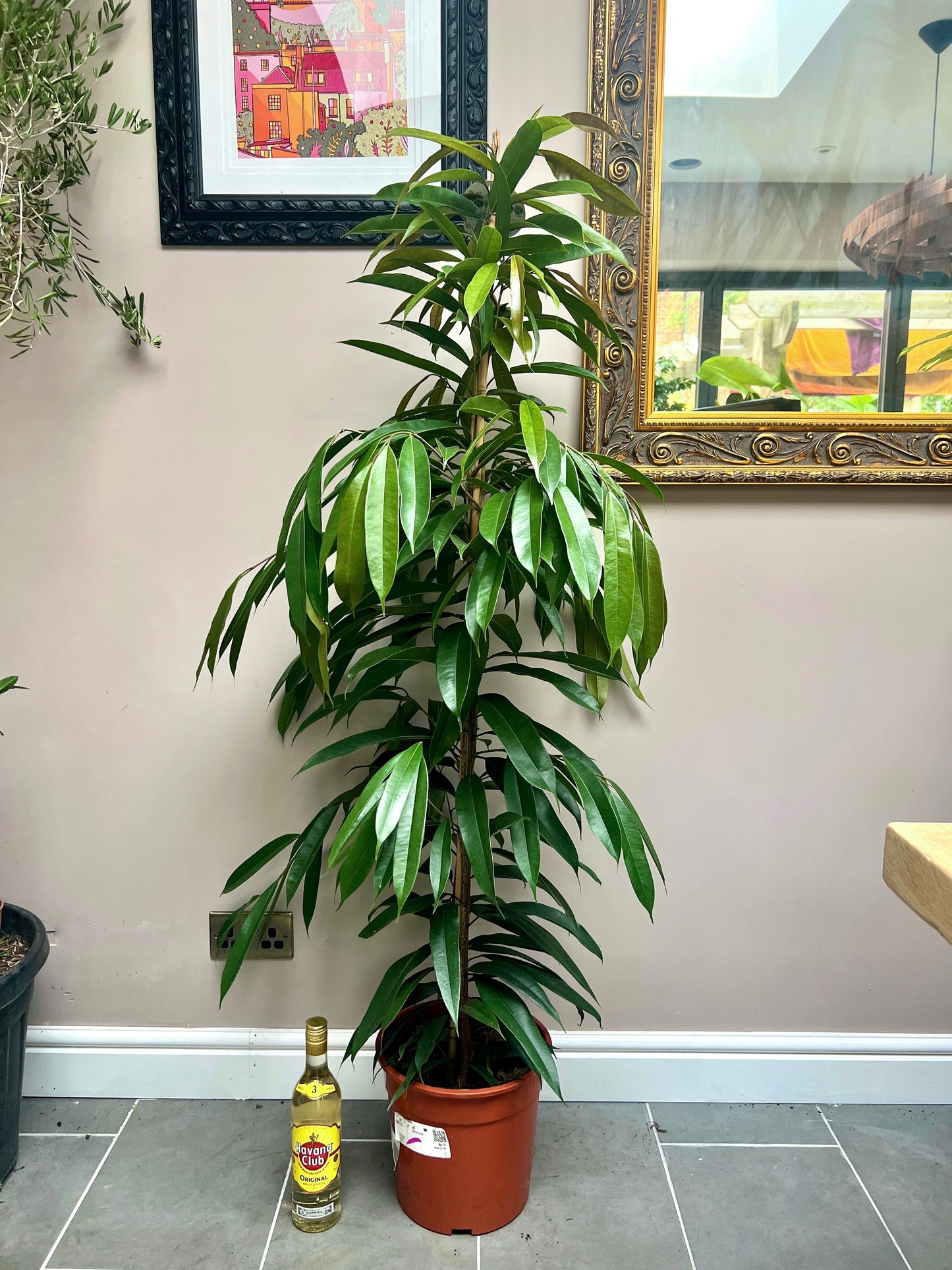 140cm Ficus Amstel King house plant