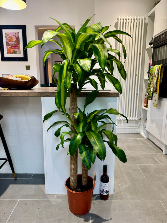150cm Dracaena Fragrans (Dragon Tree)