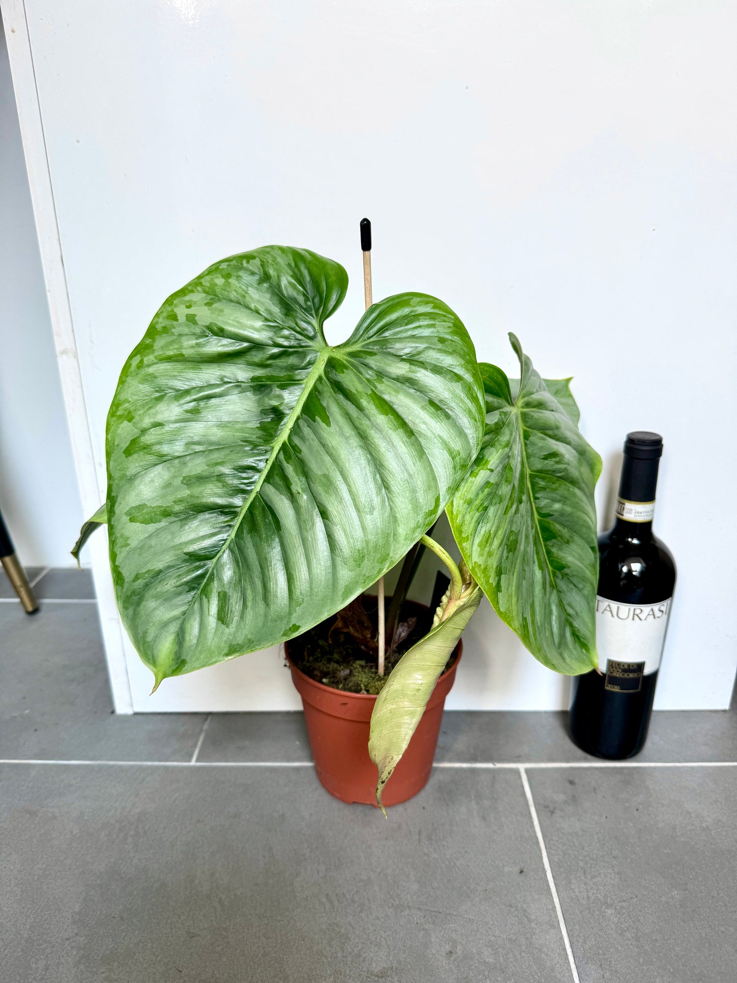 45cm Philodendron Soleirolii