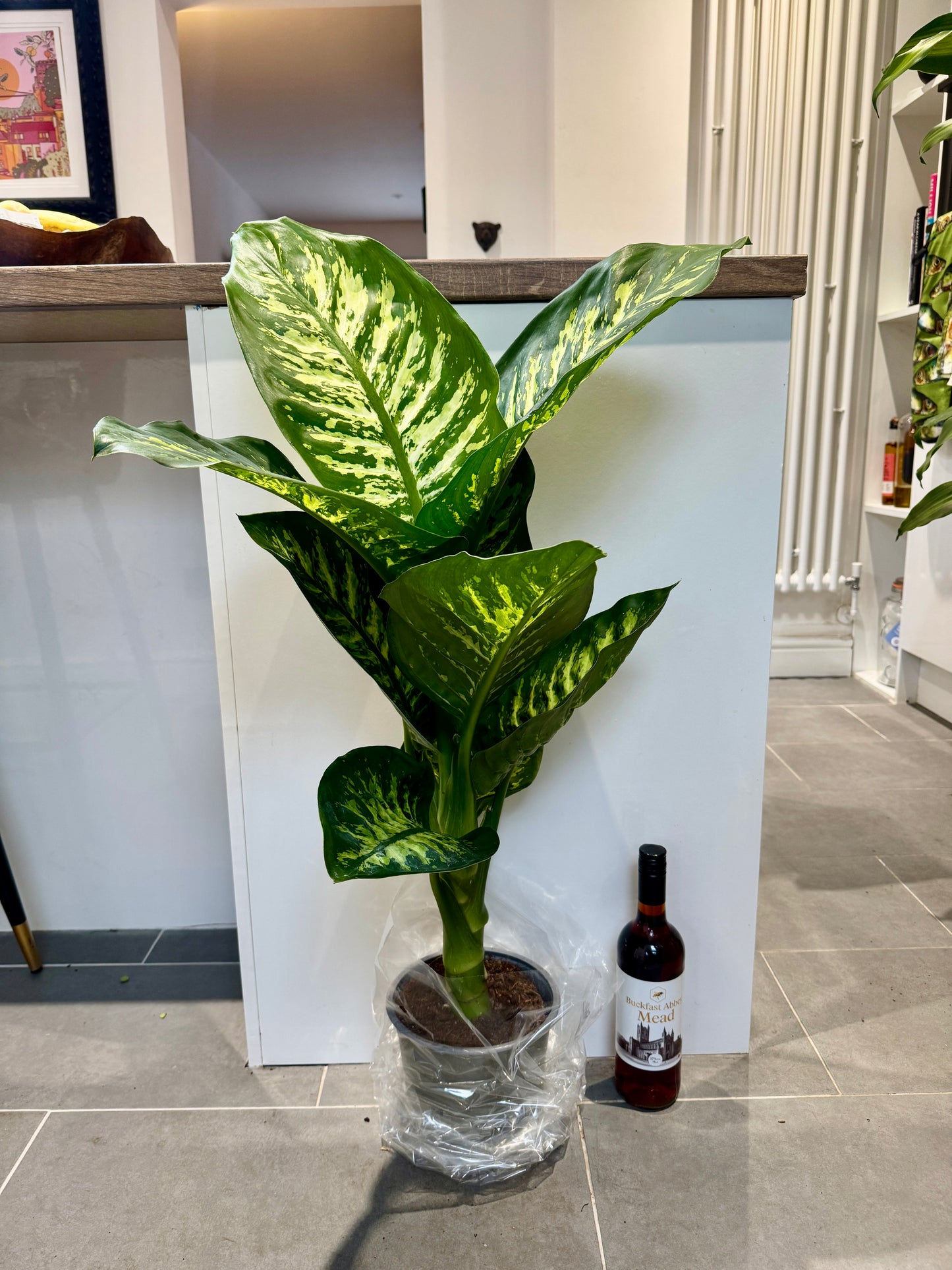 90cm Dieffenbachia Tropic Snow (Dumb Cane)