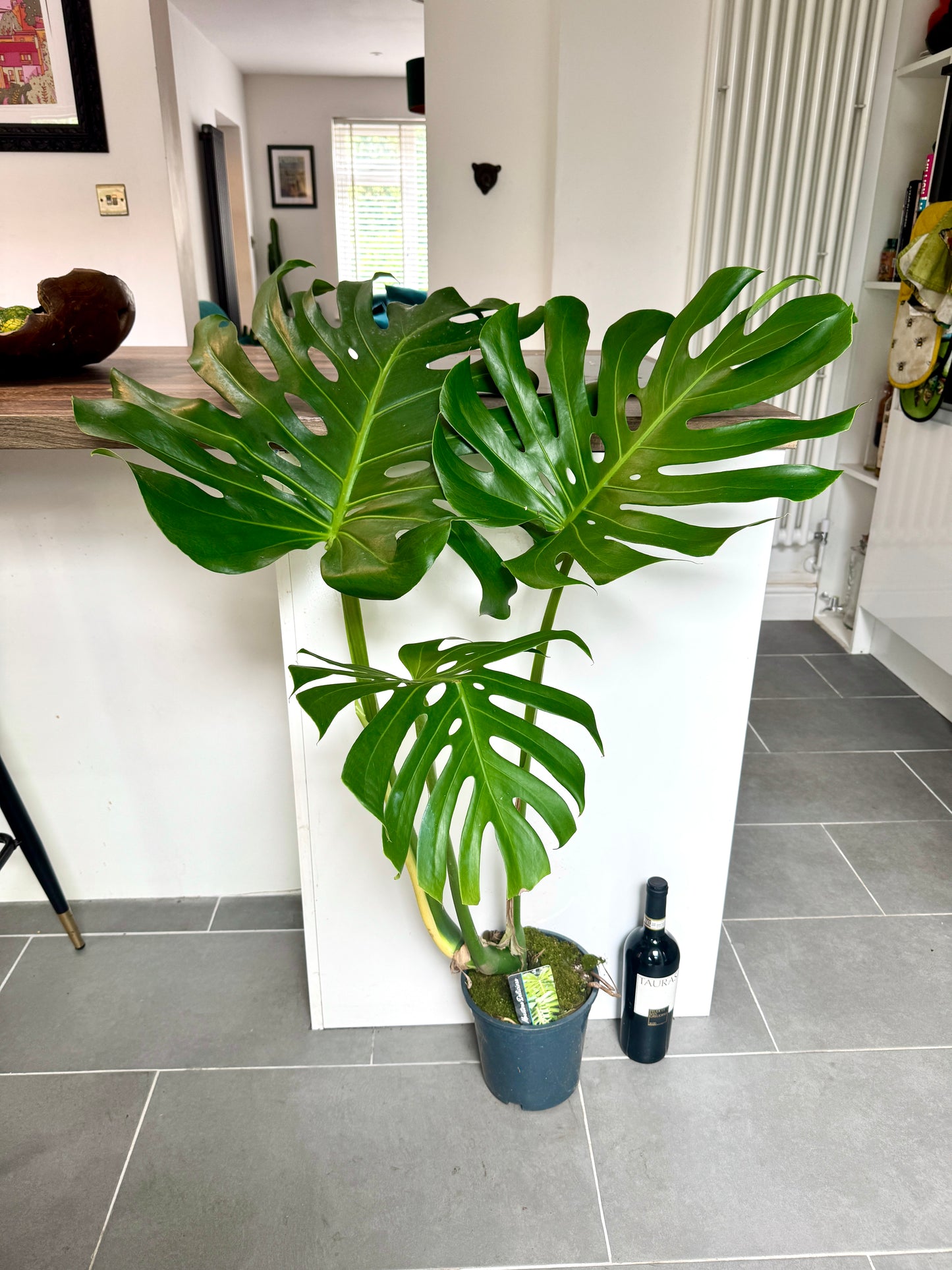 100cm Large Form Monstera Deliciosa (Swiss Cheese)