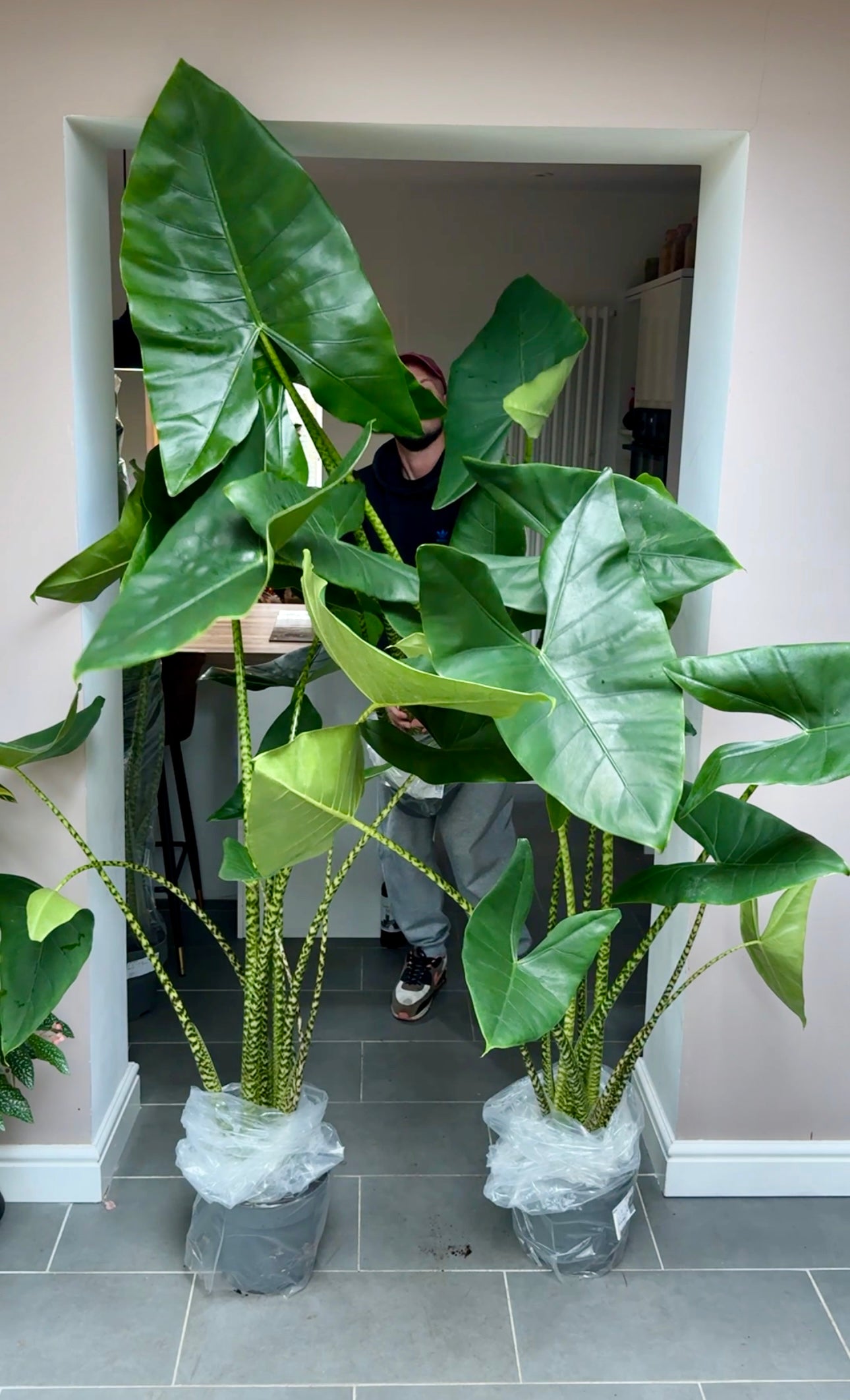 180cm Giant Alocasia Zebrina