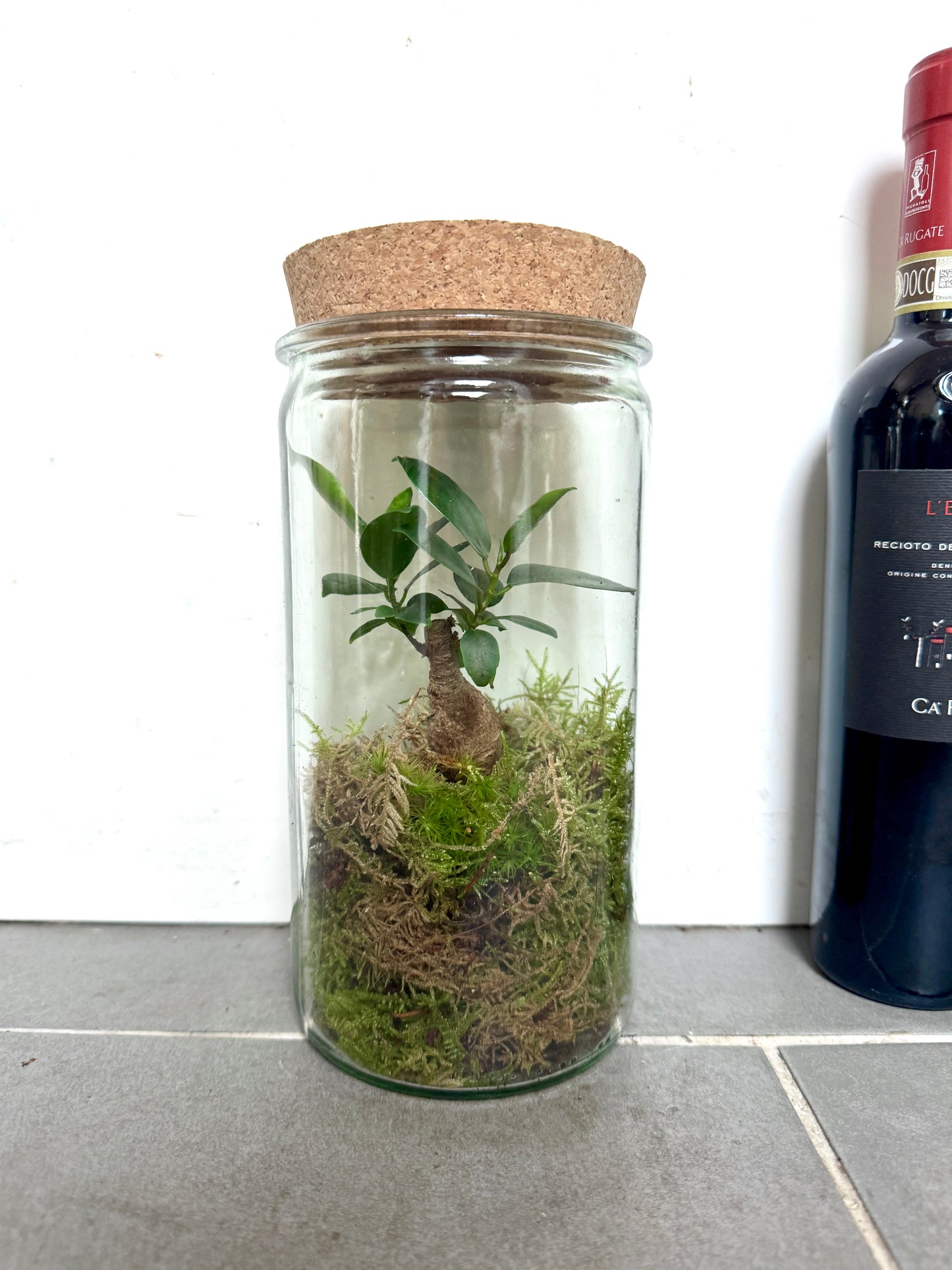 Bonsai Tree in Glass Terrarium