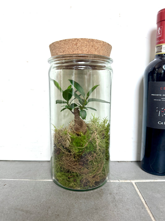 Bonsai Tree in Glass Terrarium