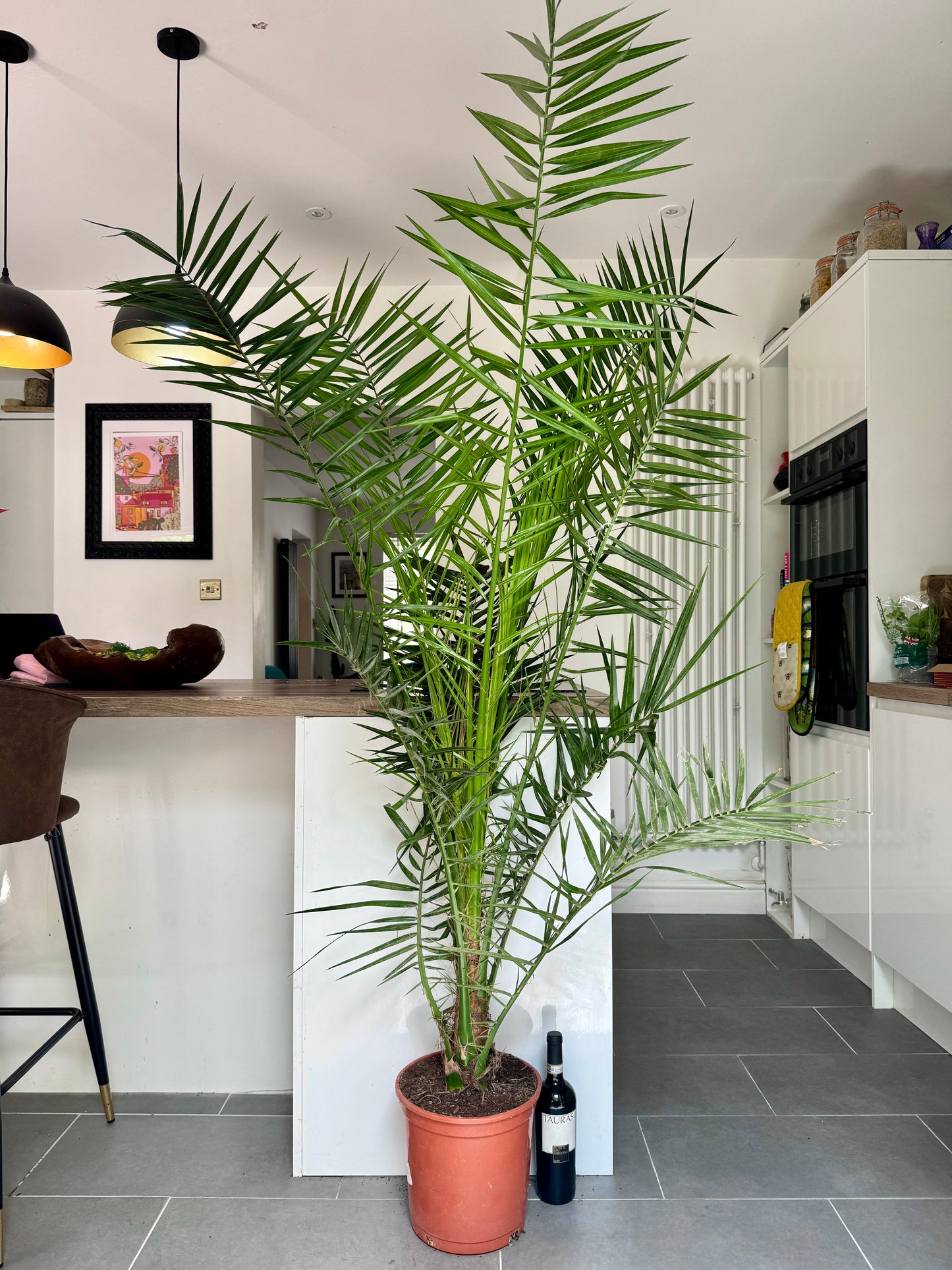 120cm Canary Date Palm (Phoenix Canariensis)