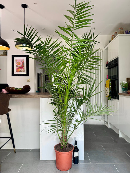 190cm Canary Date Palm (Phoenix Canariensis)