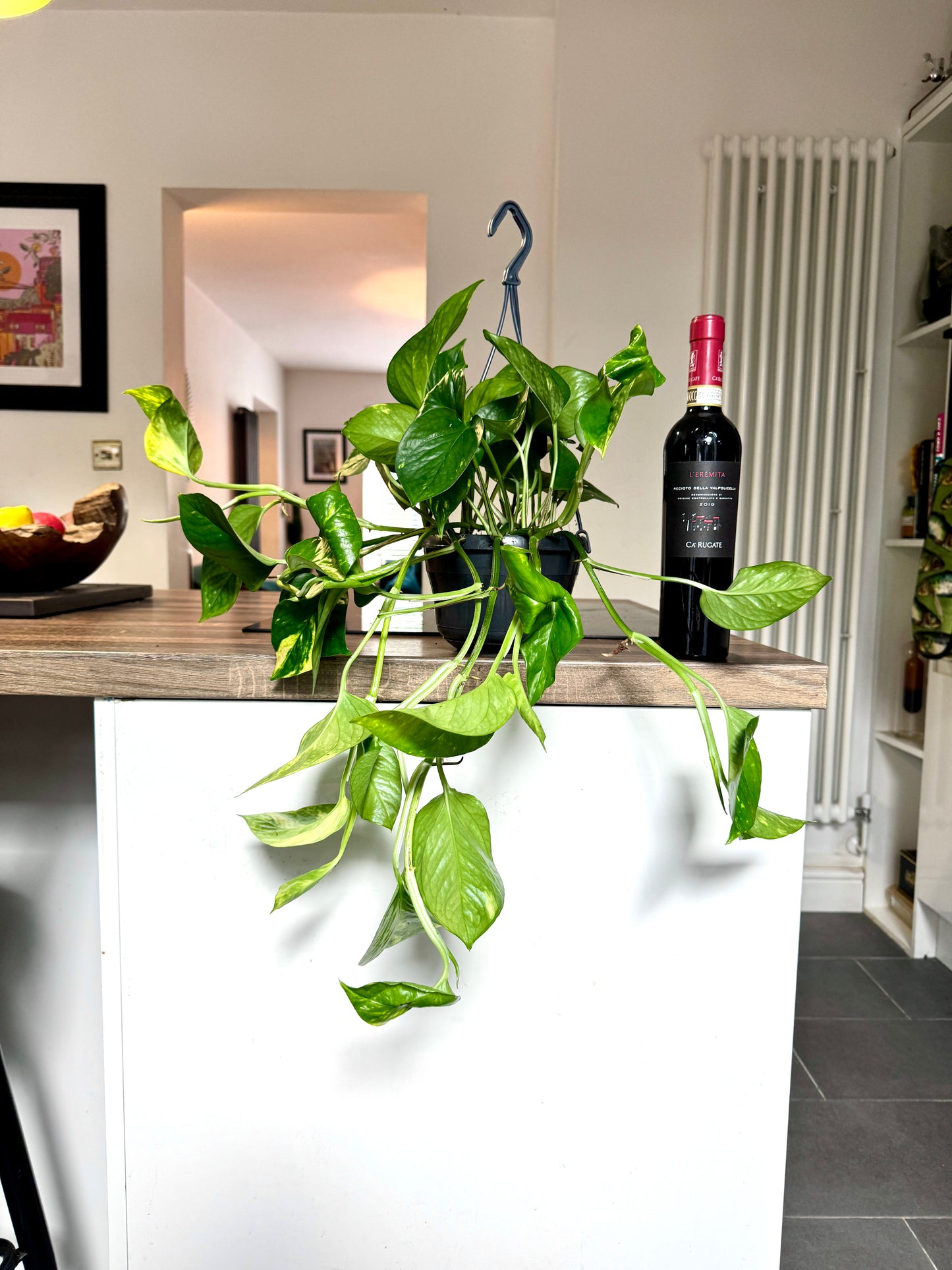 60cm Hanging Devils Ivy