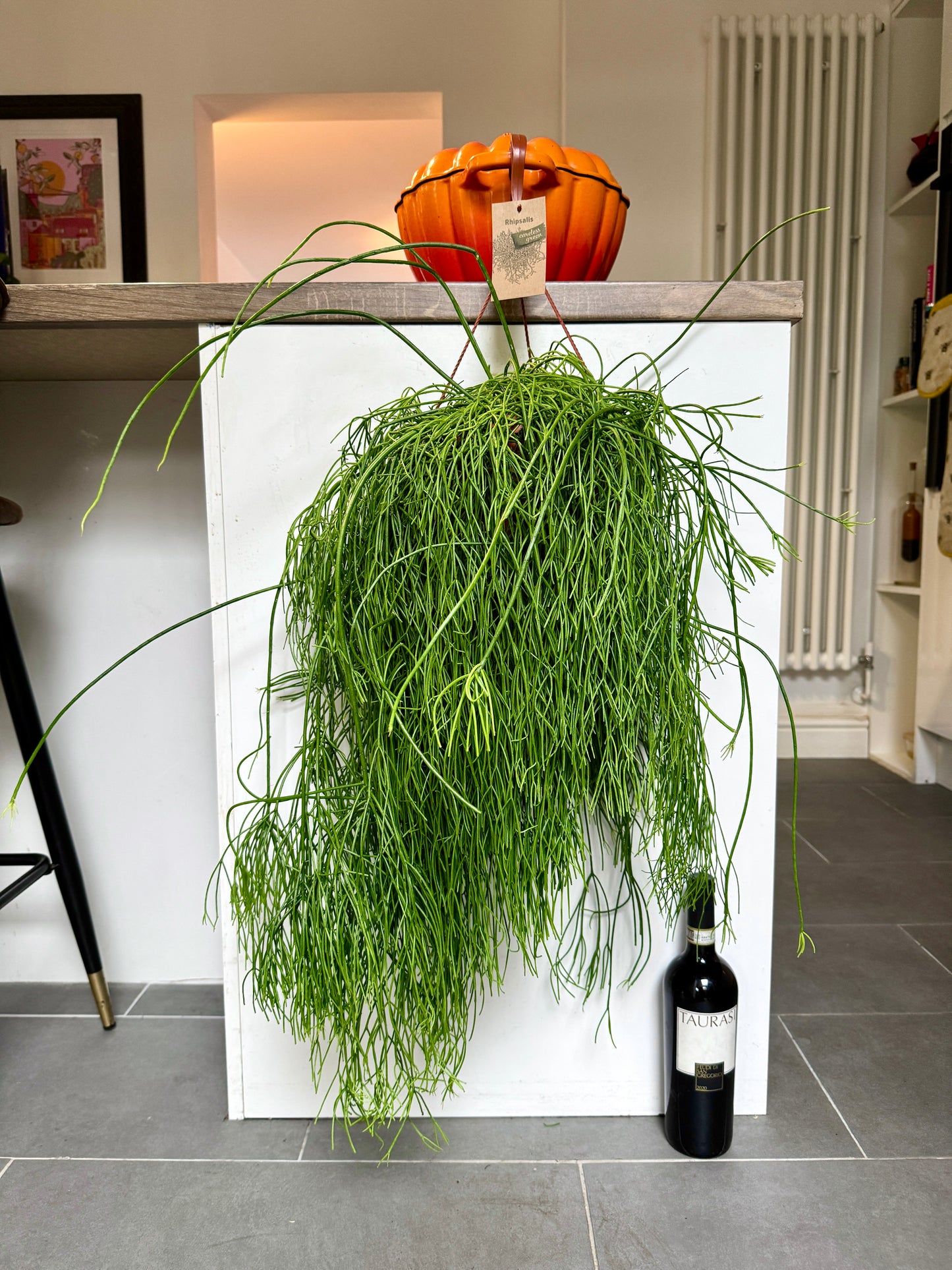 90cm Hanging Rhipsalis Oasis