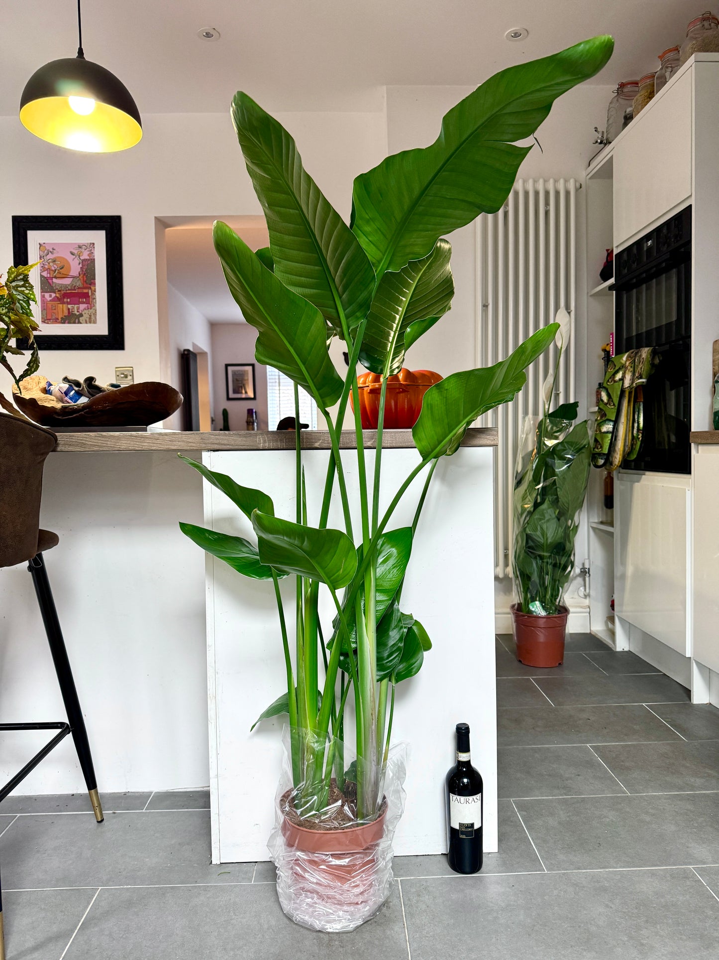150cm Strelitzia Nicolai (Bird of Paradise)