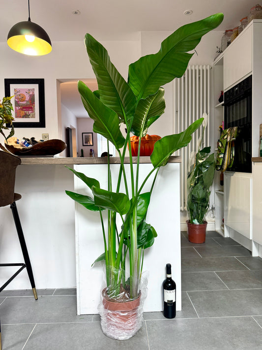 150cm Strelitzia Nicolai (Bird of Paradise)