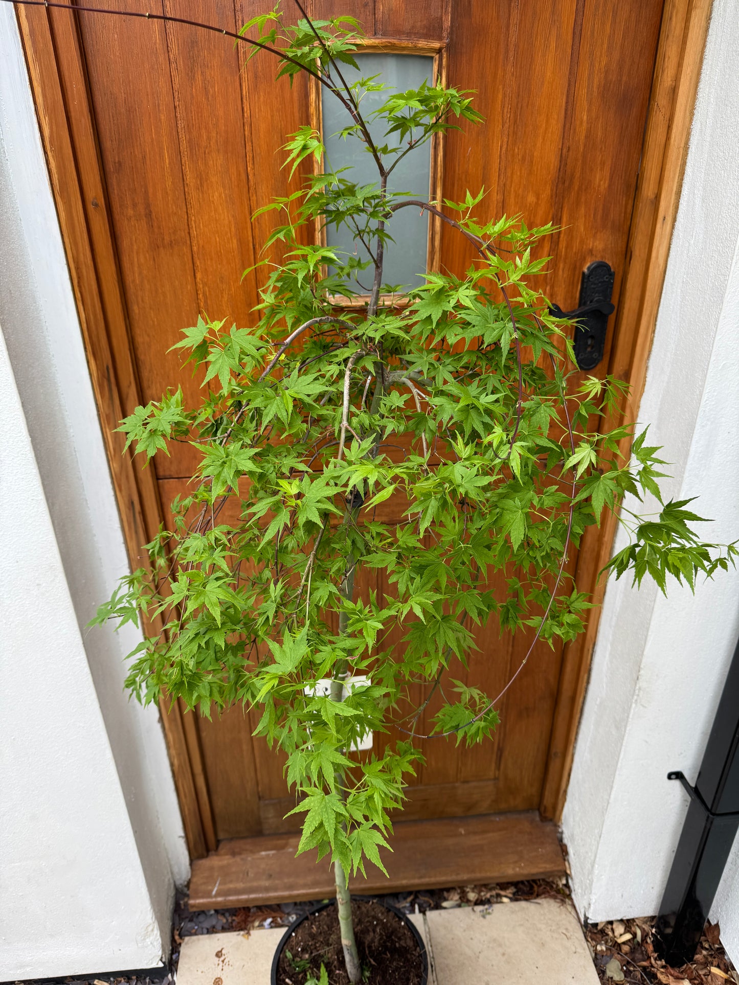 140cm Outdoor Acer Palmatum Ryusen