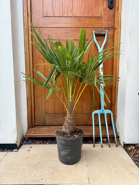 100cm Outdoor Trachycarpus Fortunei (Chusan Palm)