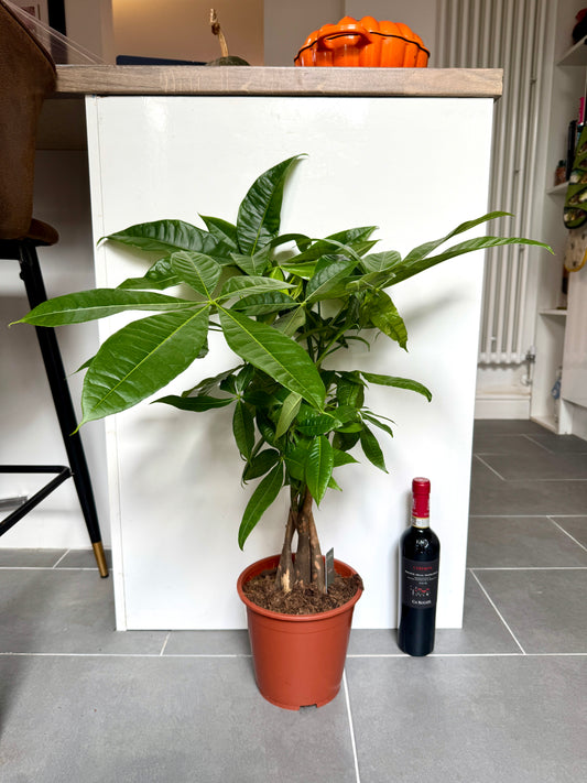 80cm Pachira Aquatica (Money Tree)