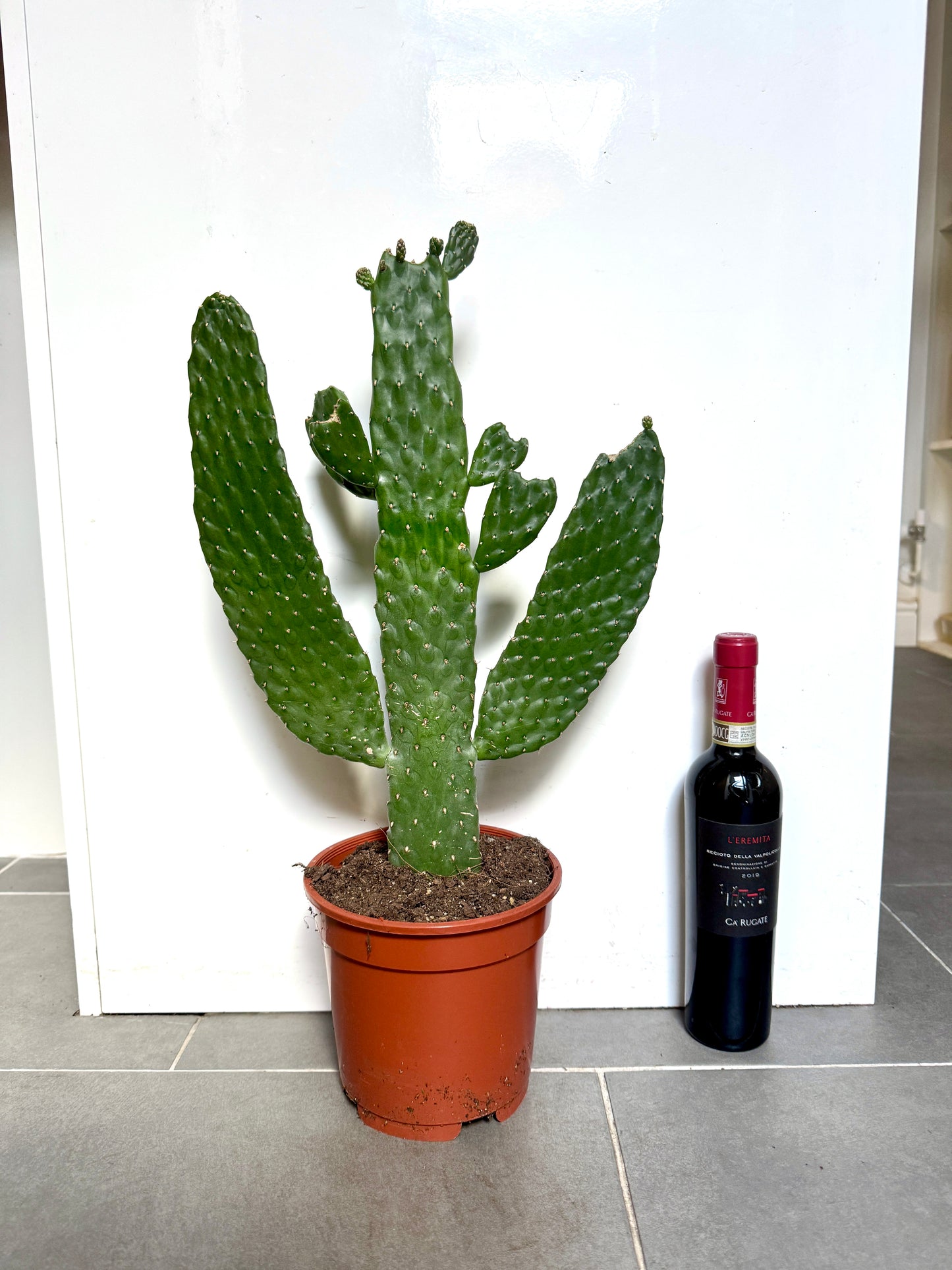 60cm Opuntia Prickly Pear Cactus