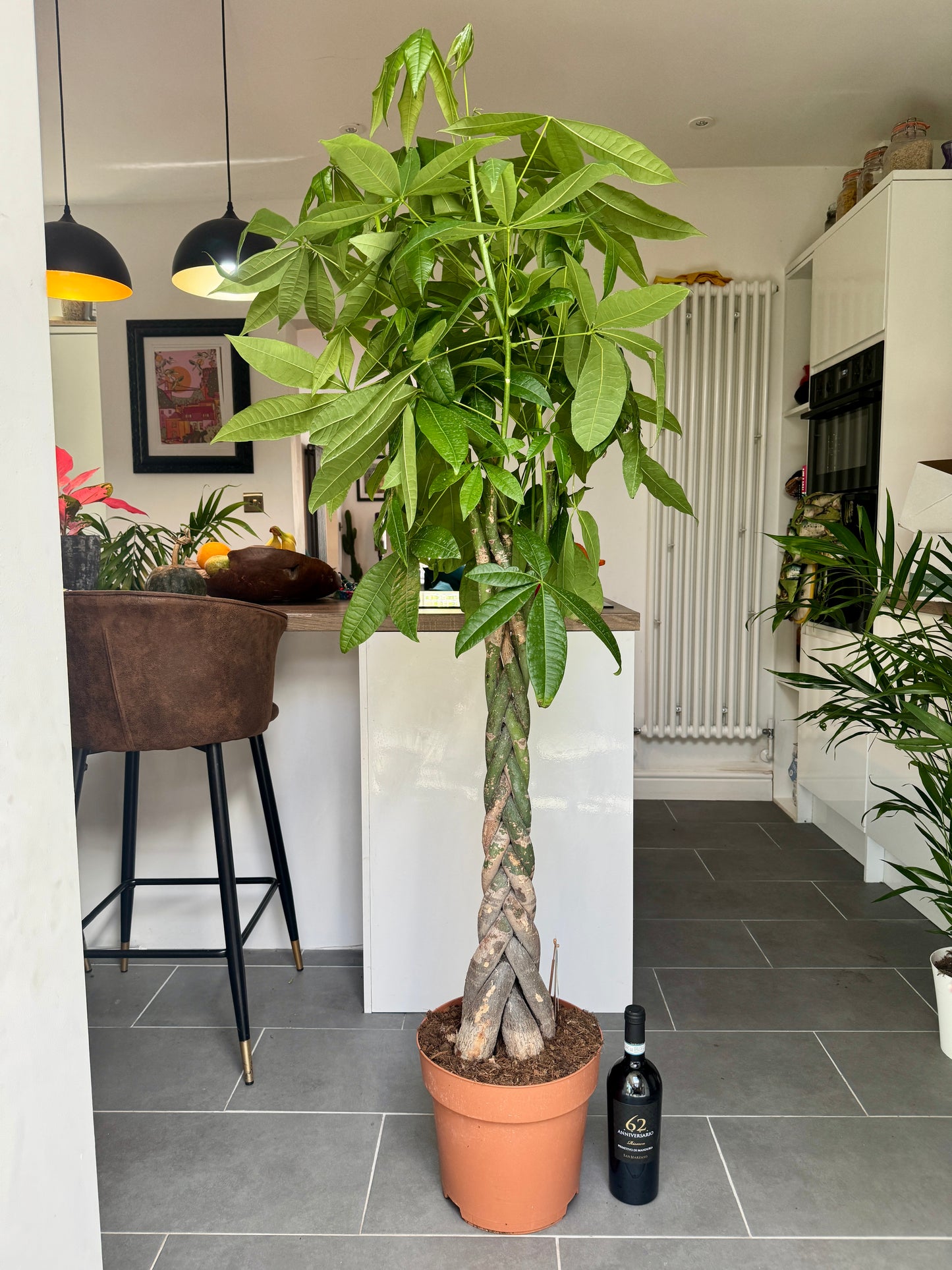180cm Pachira Aquatica (Money Tree)
