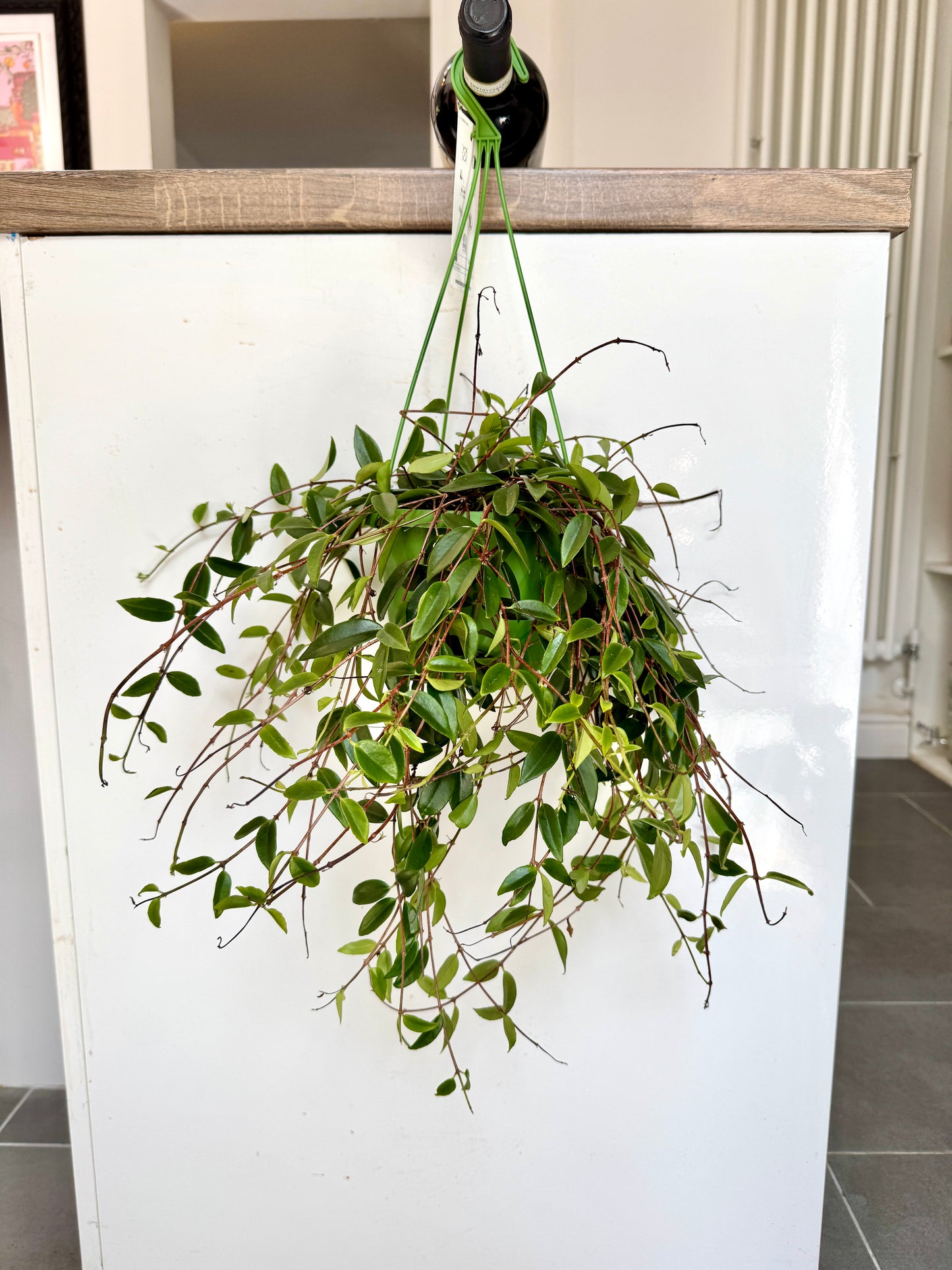 30cm Codonanthe Crassifolia
