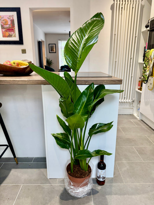 130cm Strelitzia Nicolai (Bird of Paradise)