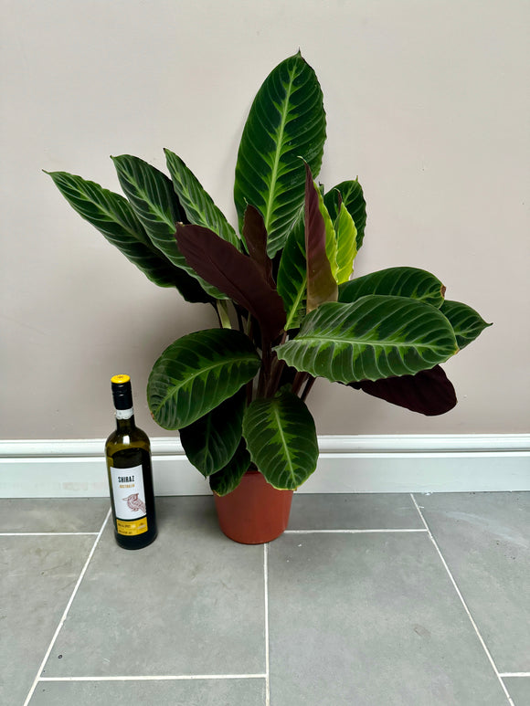 80cm Calathea Warscewiczii
