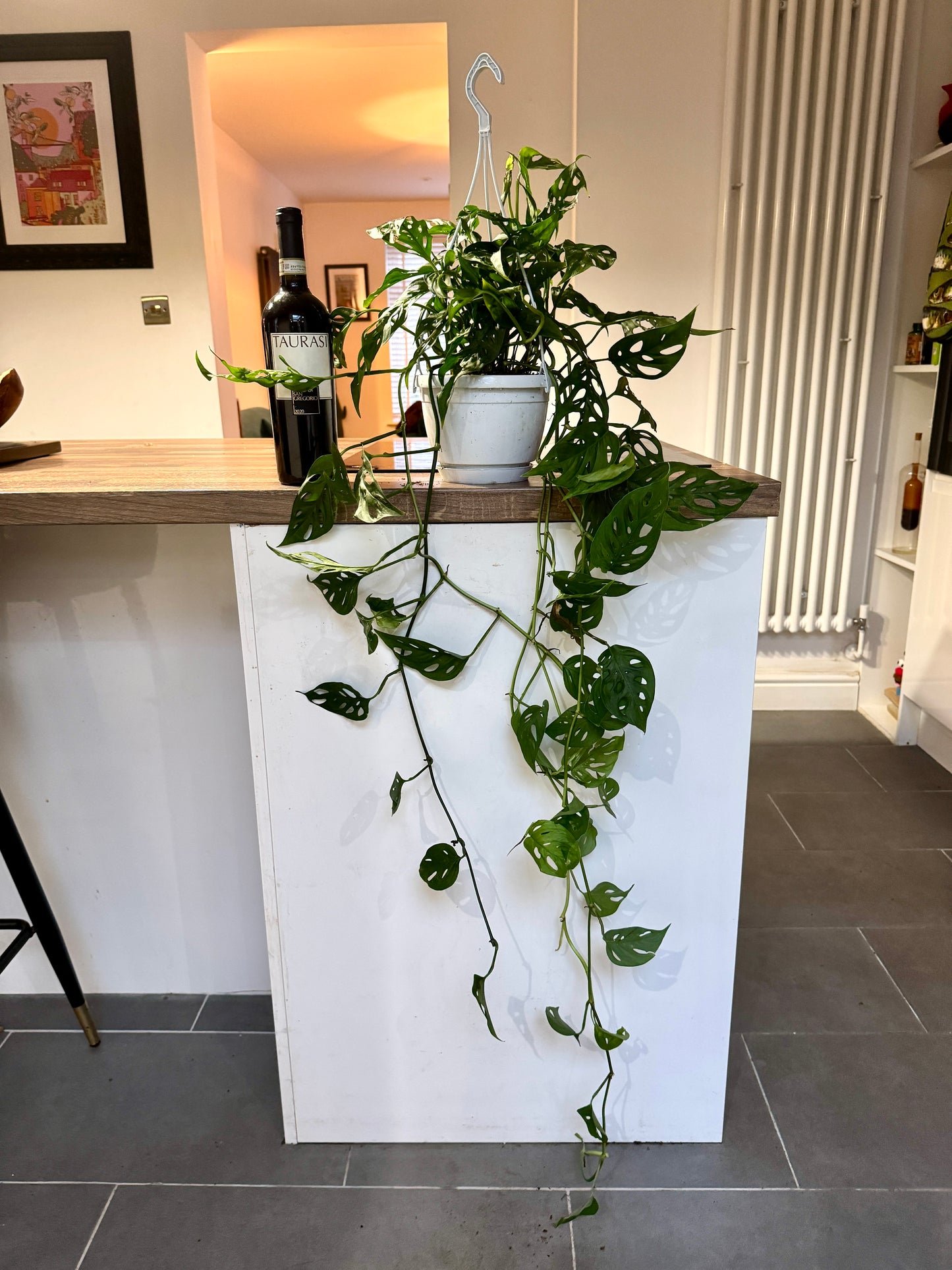 hanging monkey mask plant 50cm Hanging Monstera Adansonii (Monkey Mask Cheese Plant) – Bristol Plant Man