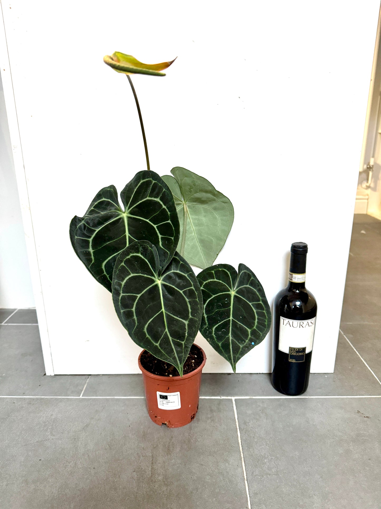 30cm Anthurium Clarinvervium