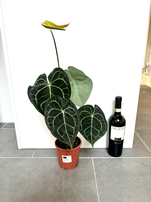 50cm Anthurium Clarinvervium