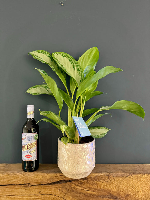 Aglaonema in Ceramic Pot