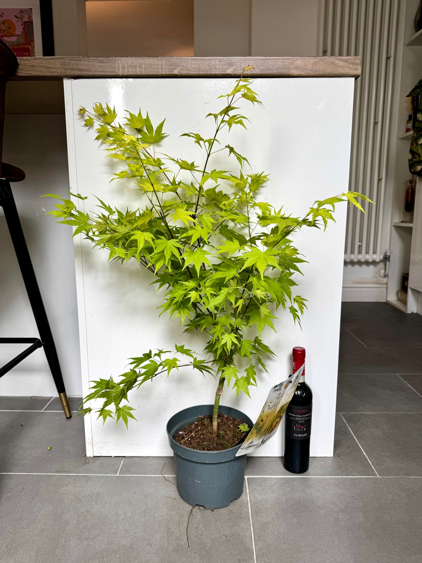 80cm Outdoor Acer Palmatum Orange Dream (Japanese maple tree)