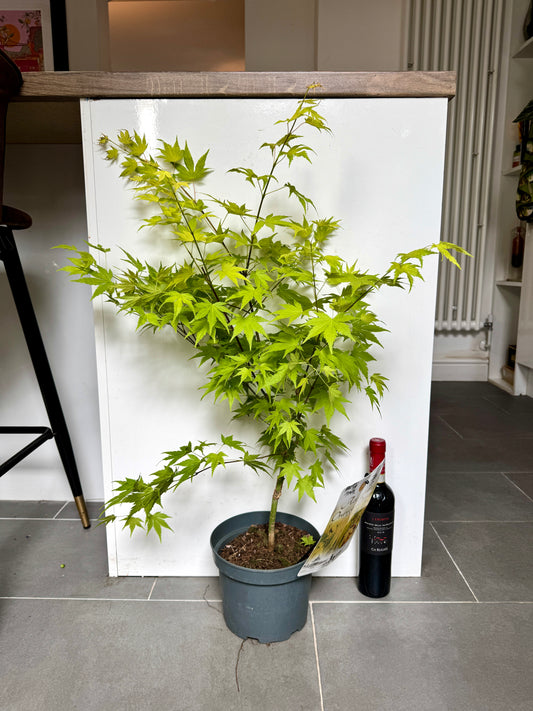 80cm Outdoor Acer Palmatum Orange Dream (Japanese maple tree)