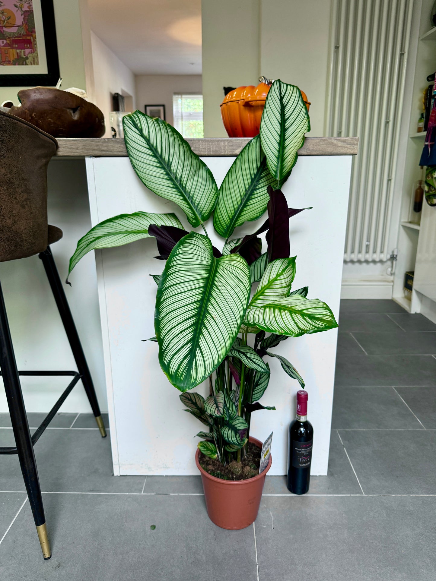 100cm Calathea White Star