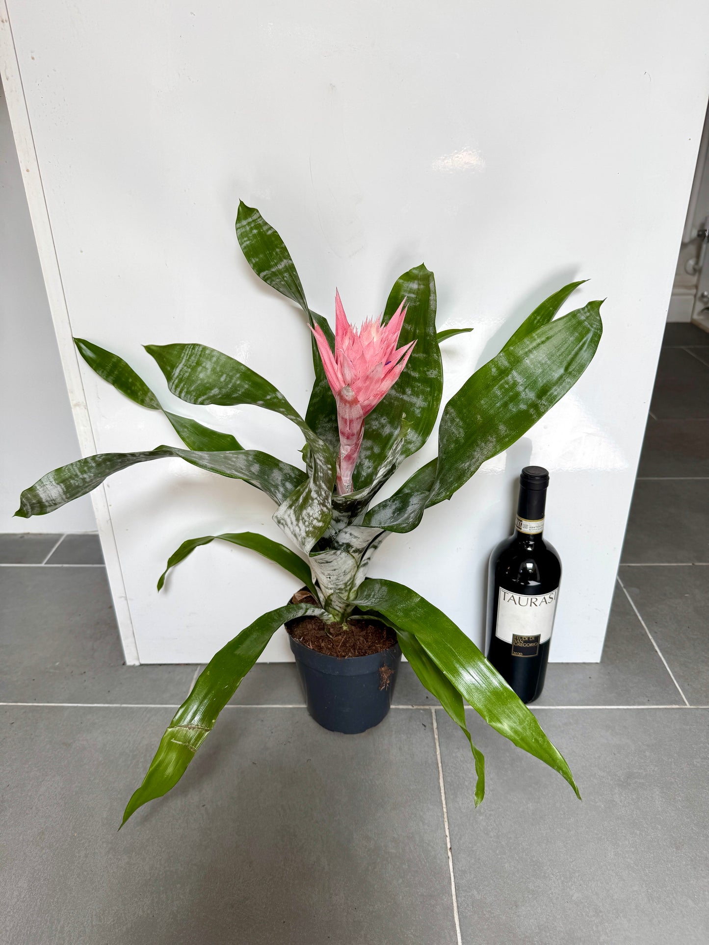 50cm Pink Aechmea Fasciata